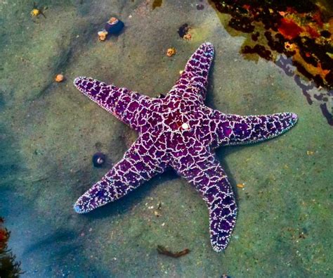 The 25 Best Starfish Ideas On Pinterest Underwater Life