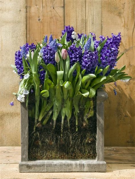 How To Plant Fall Bulbs For Long Lasting Spring Colour Bulb Flowers