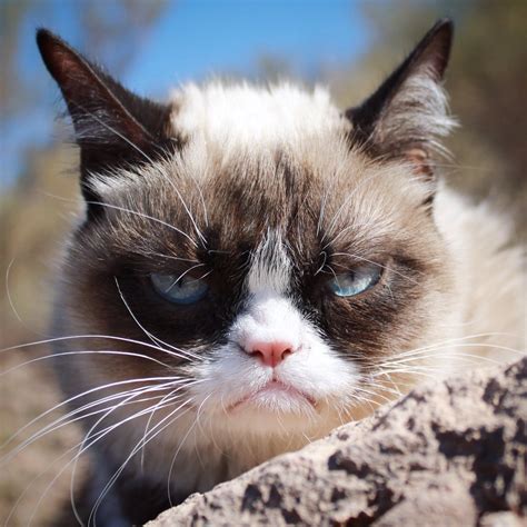 Grumpy Cat Realgrumpycat Twitter