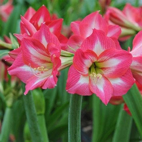 Buy Amaryllis Lily Any Color Plant Online From Nurserylive At