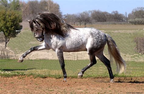 Andalusian Horse World Wallpaper All Hd Wallpapers