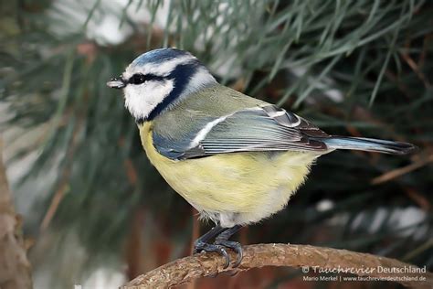Dass es weniger wintervögel in den gärten gibt, ist besonders in großstädten spürbar. Wintervögel im Garten ~ Tauchrevier Deutschland