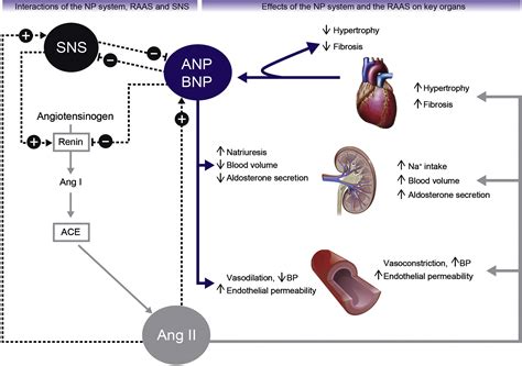 Heart Failure Classification And Pathophysiology Medicine