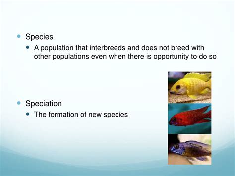 Ppt Speciation Powerpoint Presentation Free Download Id2092976