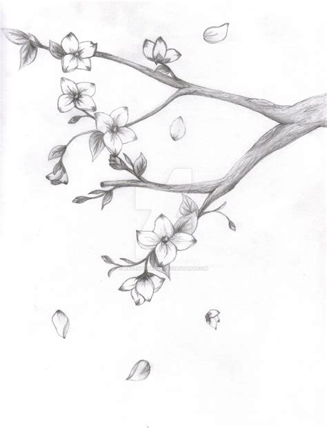 Cherry Blossom Pencil Drawing At Paintingvalley Com Explore
