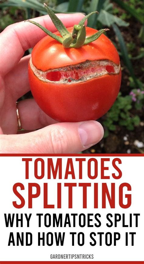 Tomatoes Splitting Why Tomatoes Split And How To Stop It Tomato