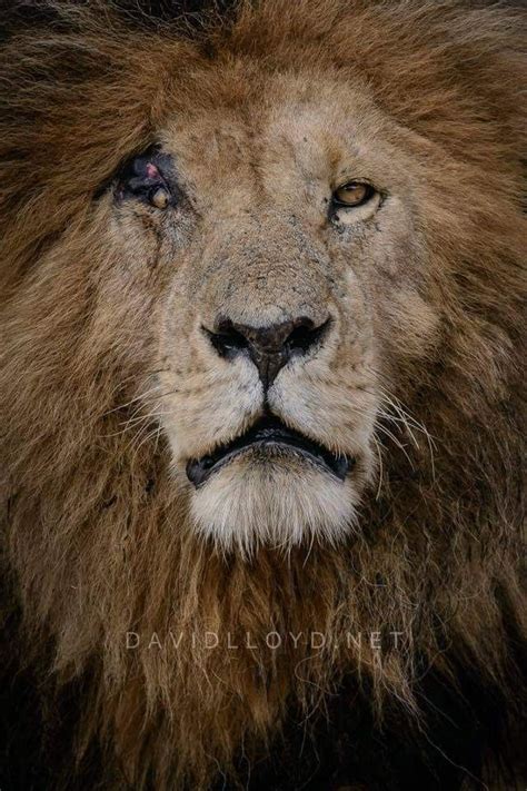 Scarface is probably the most famous lion in the maasai mara. Old, scarred Lion Warrior, 'Scar/Scarface' of the 'Marsh ...