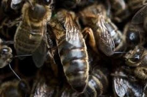 Native Black Mated Queen Beesfor Sale Irish Native Black Honey Bees Amm