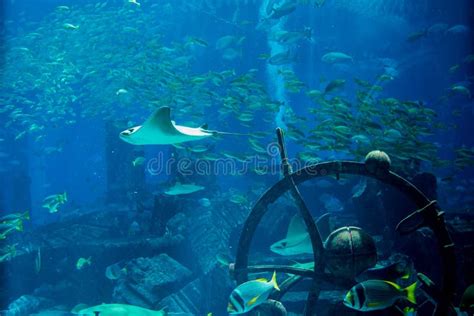 Underwater Marine Life In The Aquarium Stock Image Image Of Tropical