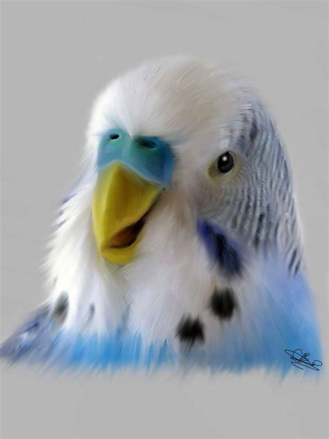 Smiling Budgie Wall Art Wall Decor Print Budgie Owner Bird Etsy