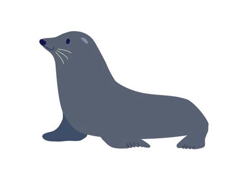 Sea Lion On White Background Stock Vectors Istock