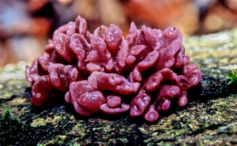 Purple Jelly Brain Fungus Ascocoryne Sarcoides 053 Daniel Pomfret