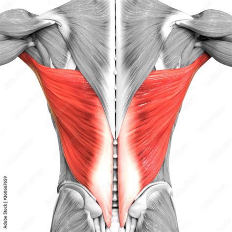 Human Muscular System Torso Muscles Latissimus Dorsi Muscle Anatomy Stock Illustration Adobe Stock