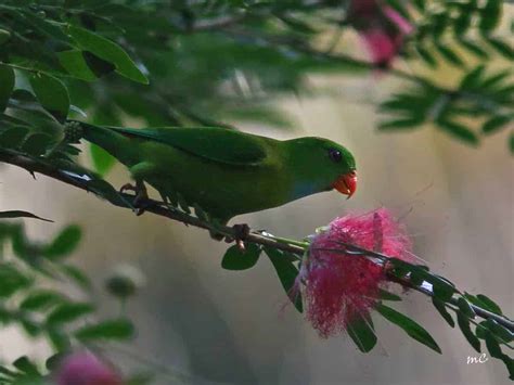 Birds Of Asia Focusing On Wildlife