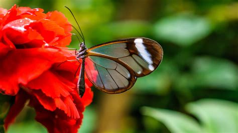 Nature Wallpaper In 4k With Picture Of Glasswing Butterfly