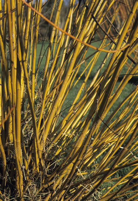 Red Willow Stems Stock Image B7200171 Science Photo Library