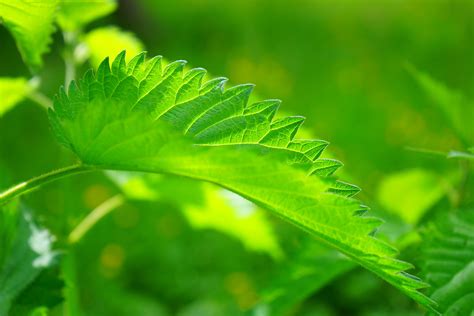Shallow Focus Photography Of Green Leaf Hd Wallpaper Wallpaper Flare