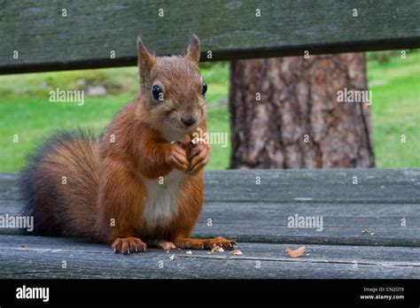 Red Squirrel Eating A Peanut Stock Photo Alamy