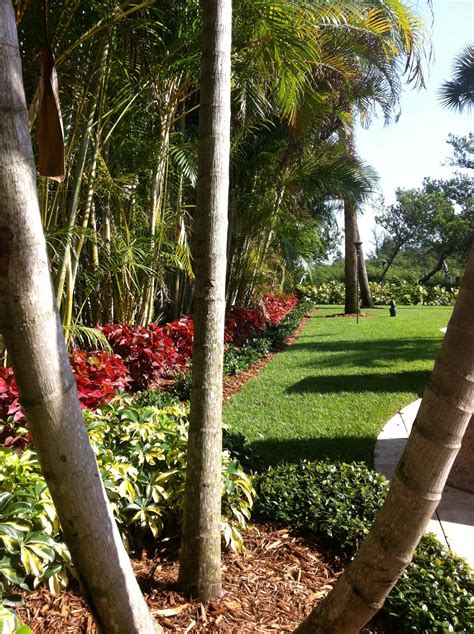 Tropical Backyard Areca Palm Privacy Tropicalbackyardideas Tropical
