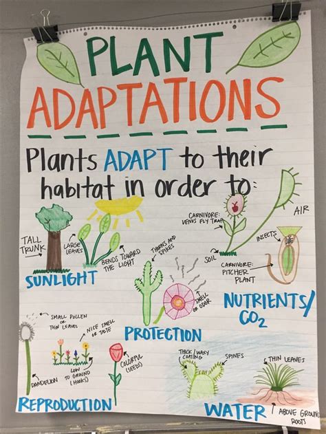 Plant Adaptations Anchor Chart Science Anchor Charts