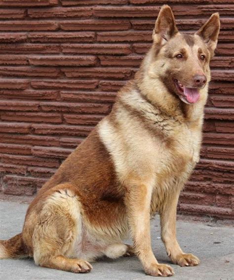 Liver German Shepherd Gorgeous And Companionable Dog