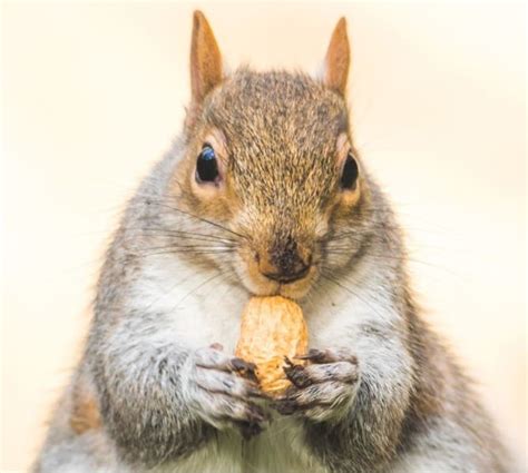 What Do Squirrels Eat The Complete List Of Squirrel Foods