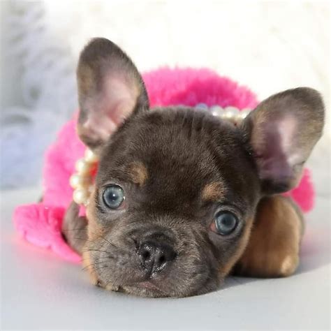 27 Fluffy French Bulldog Puppies For Sale Image Bleumoonproductions