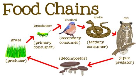 Food chain, trophic levels and flow of energy in ecosystem