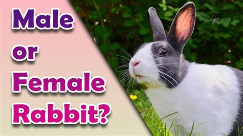 pros and cons of male and female rabbits