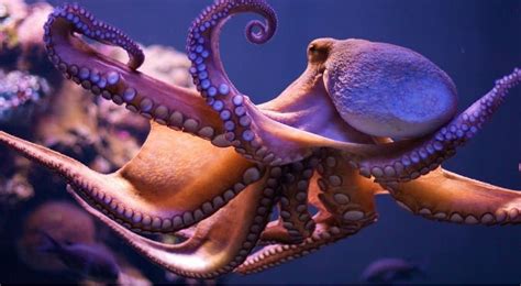 Top 10 Amazing Facts About Octopuses You Probably Didnt Know Small Joys