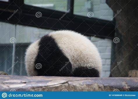 Fluffy Little Panda Cub In Shanghai China Stock Photo Image Of China