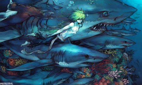 Shark Animal Zerochan Anime Image Board