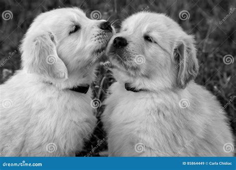 Golden Retriever Puppies Kissing Stock Image Image Of Small Born
