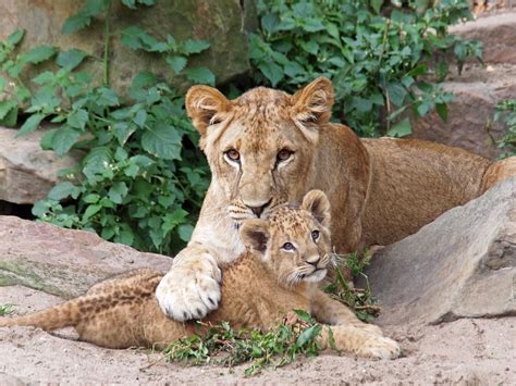 Mammals Pictures With Babies