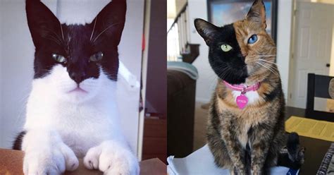 These 15 Cats With The Craziest Markings Are So Funny You