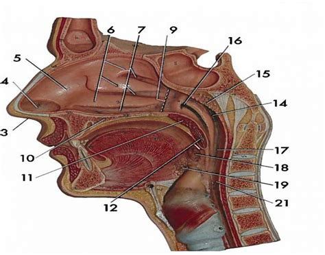 • each nasal cavity consists of three general regions. nasal cavity labeled Gallery