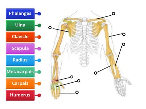Arm Bones Labelled Diagram