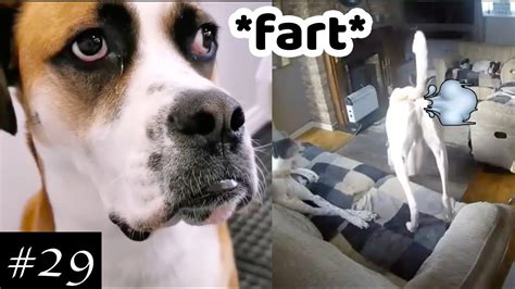 Farting Dogs Compilation 🐶😂 Funny Farting Dogs Reaction Hd Youtube