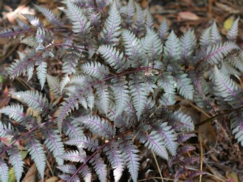 Japanese Painted Fern Plants How To Care For Japanese Painted Ferns