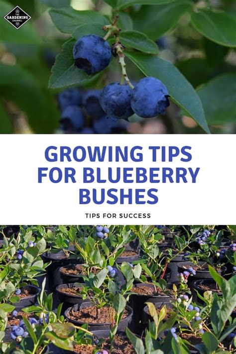 Growing Blueberry Bushes Tips For Success Gardening Channel
