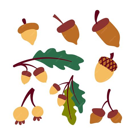 Premium Vector Illustration Of Various Oak Nut Acorns Set Isolated On