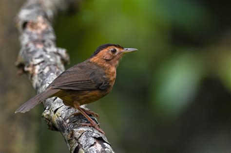 Endemic Birds Sri Lanka Wildlife Photography