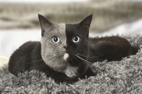 Cat With Two Faces Has An Even Split Of Grey And Black Fur Daily Mail