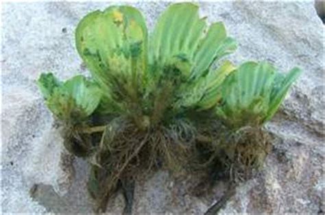 Just put in some water lettuce in my walstad tank and noticed the long root hairs are sloughing off. Factsheet - Pistia stratiotes (Water Lettuce)
