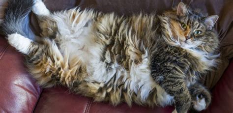Everyone loves a big maine coon cat! Maine Coon Size | The Largest Breed Of Domestic Cat ...