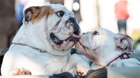 English Bulldogs Vs French Bulldogs What Are The Similarities And