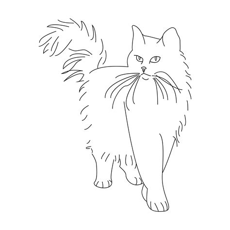 Cat Line Art Drawing Kitten Clip Art Png 700x700px Wa