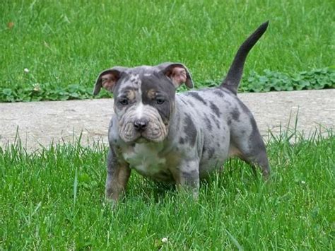 High to low nearest first. THE MERLE COAT: ACCEPTABLE IN THE AMERICAN BULLY BREED ...