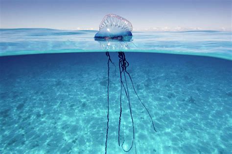 8 Fantastic Facts About The Portuguese Man Of War