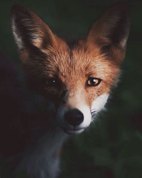 Amazingly Close Ups Of Wild Animals By 21 Year Old Wildlife